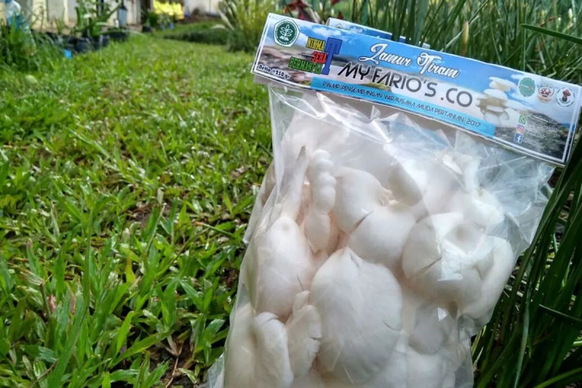 jamur sehat